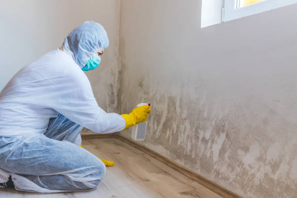 Licensed Basement Mold Remediation service in Yorktown, VA - WQB Mold Removal